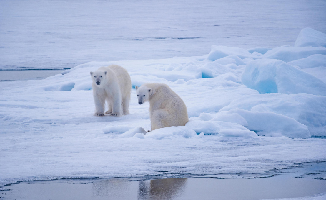 Dos osos polares sobre el hielo marino en un paisaje ártico
